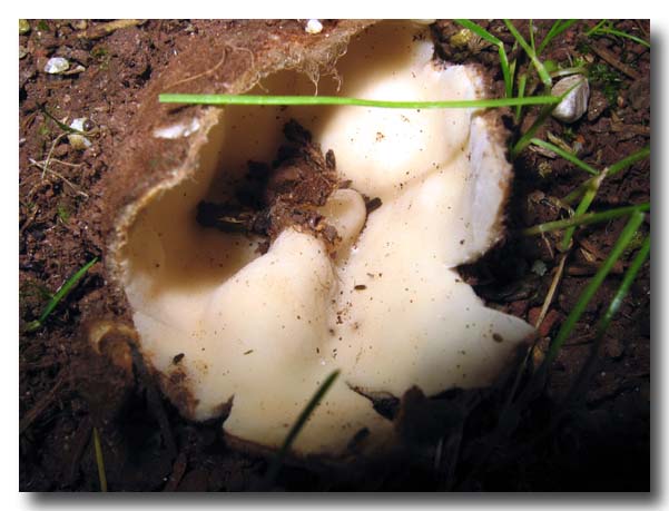 Geopora sumneriana